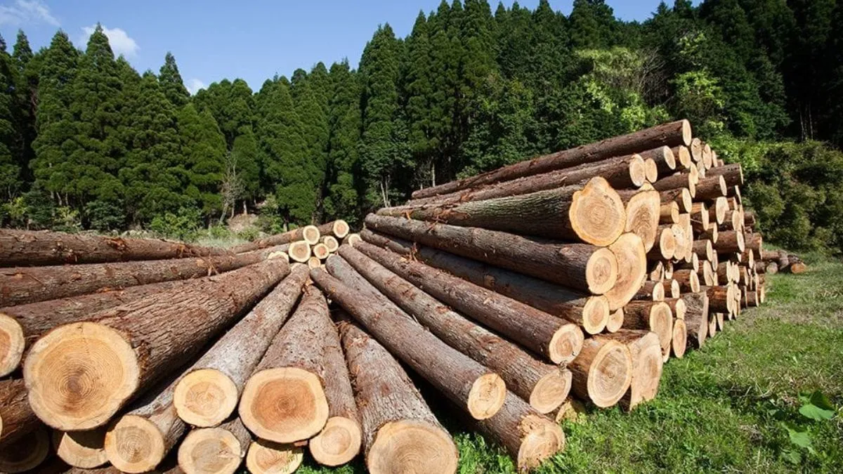 Diputados respaldan que estados tengan facultad y representación legal para combatir la tala ilegal