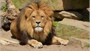 Eran seis los leones que salieron de su jaula en Ocoyoacac
