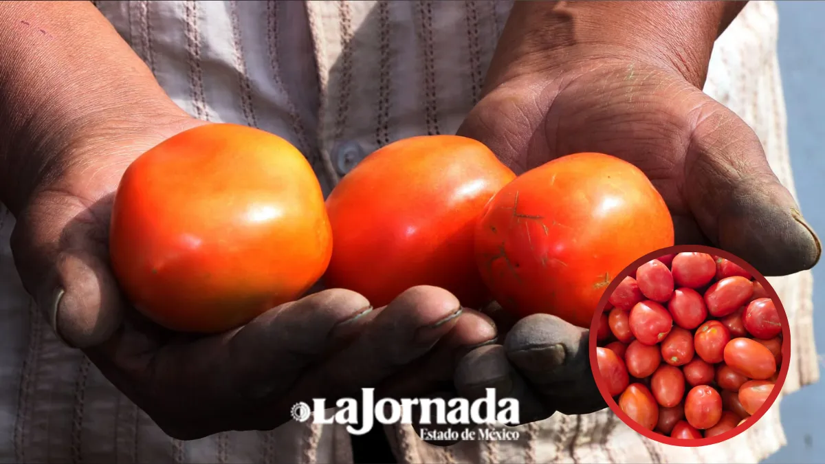 Precios altos en jitomate, serrano y guayaba en Edomex [Recorrido semanal]