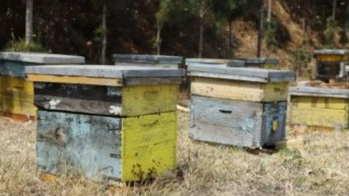 Secretaría del Campo firmará convenio con UNAM para apicultura