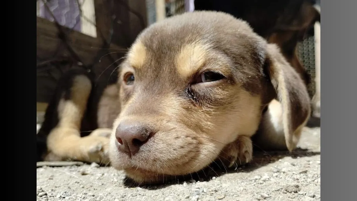 Jornada de Vacunación Canina y Felina en Jocotitlán