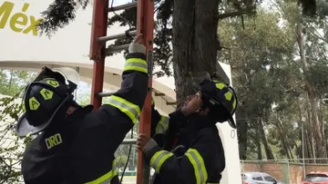 Tras recibir una llamada de auxilio, los bomberos acudieron al sitio y desplegaron una escalera especial para alcanzar al felino.