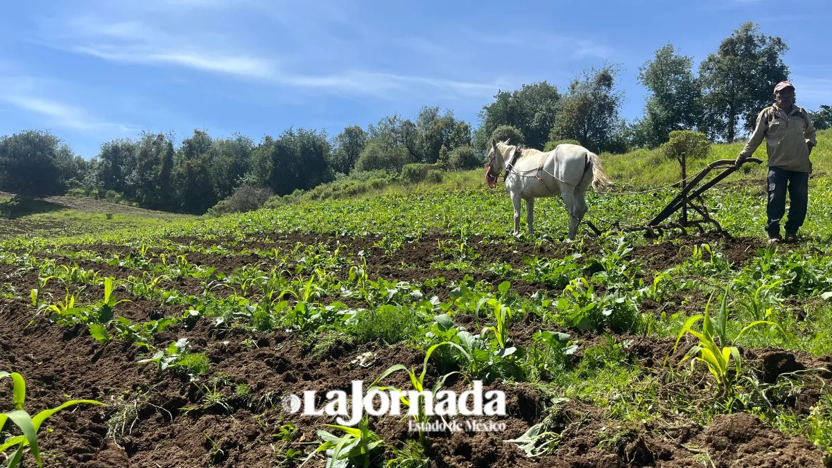 Crisis generacional amenaza al campo mexicano