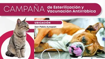Campaña de esterilización gratis en San Pablo Autopan. Esto es lo que debes saber