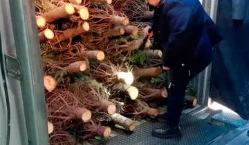 Realizan inspección de árboles de Navidad importados a México