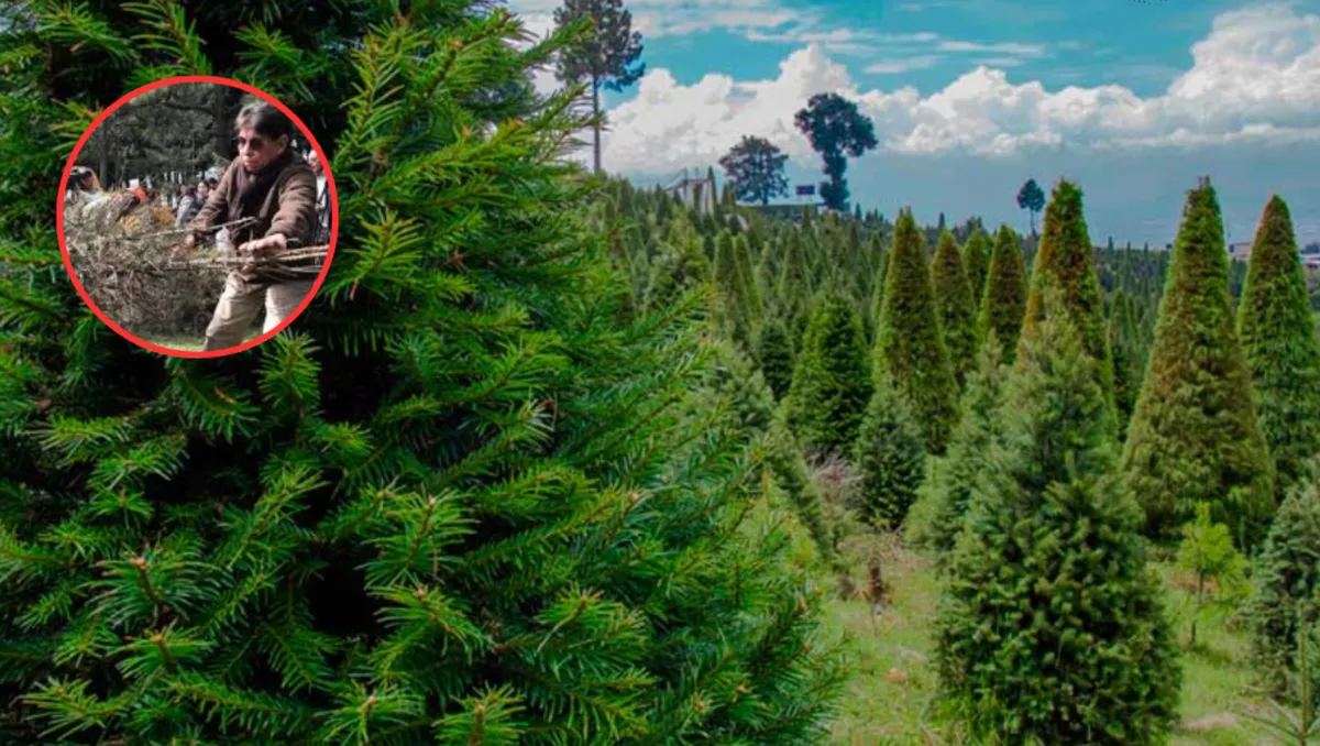 Del árbol navideño a nuevos bosques: Probosque impulsa economía circular