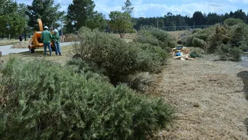 Centros de reciclaje de árboles de Navidad de la Secretaría del Medio Ambiente del Edoméx