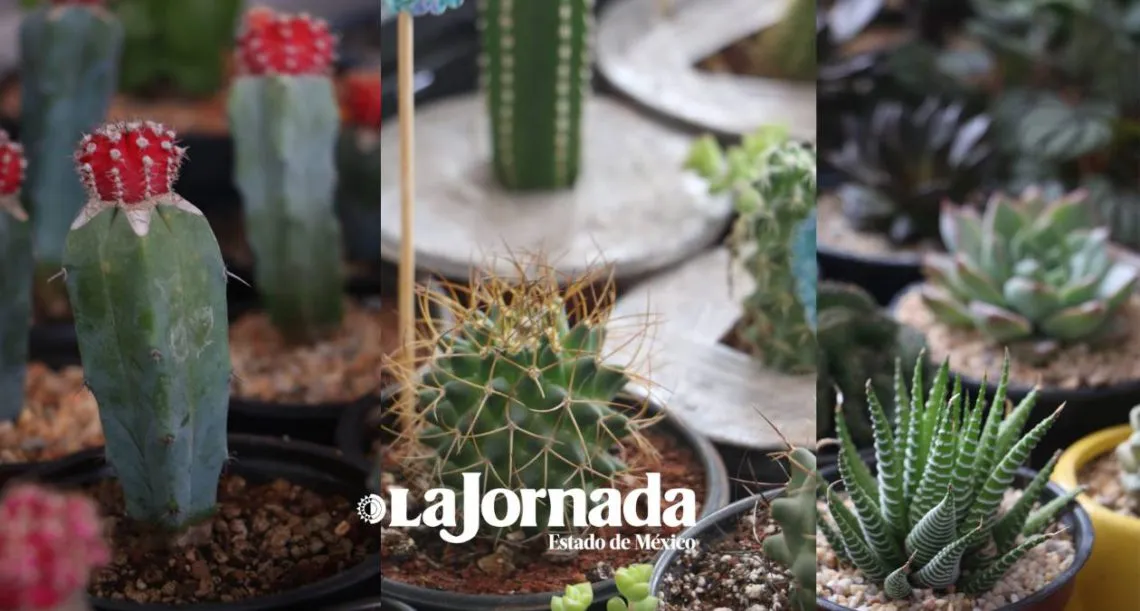 Alameda de Toluca, se llena de vida con la Expo Naturalia