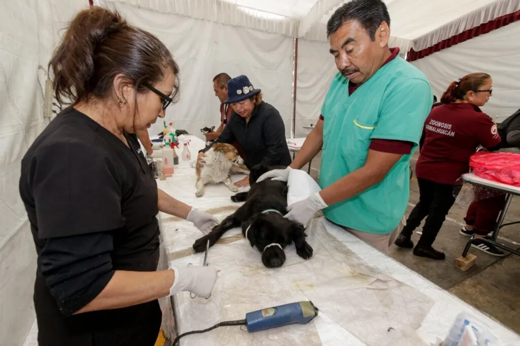 Chimalhuacán supera meta de esterilizaciones caninas y felinas con más de 13 mil intervenciones
