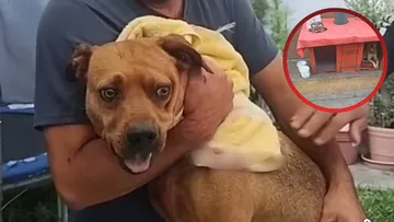 Activista recibe amenazas por defender a perro herido en Chalco