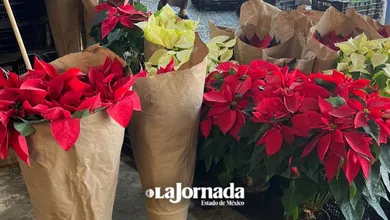 Flor de Nochebuena presentó repunte de ventas en Edomex