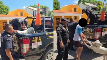 Pitbulls atacan a mujer en Mérida: ¿Qué pasará con ellos?