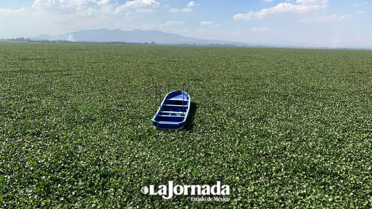 Lirio se expande por más de 900 hectáreas de la Laguna de Zumpango