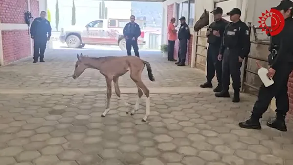 Debido a su estado de debilidad, fue cargado en la espalda de los rescatistas hasta un punto seguro.