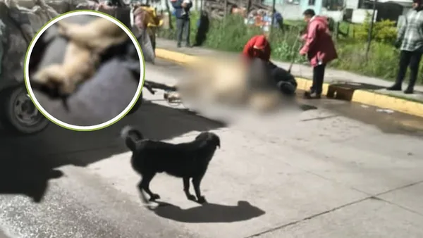 Caballo que jalaba carrito de basura es arrastrado a un baldío luego de morir tras ser explotado [VIDEO]