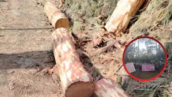 En Chalco denuncian presunta tala ilegal disfrazada de saneamiento [VIDEO]