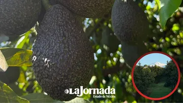 Freno al aguacate michoacano amenaza precios y certificación del Edomex
