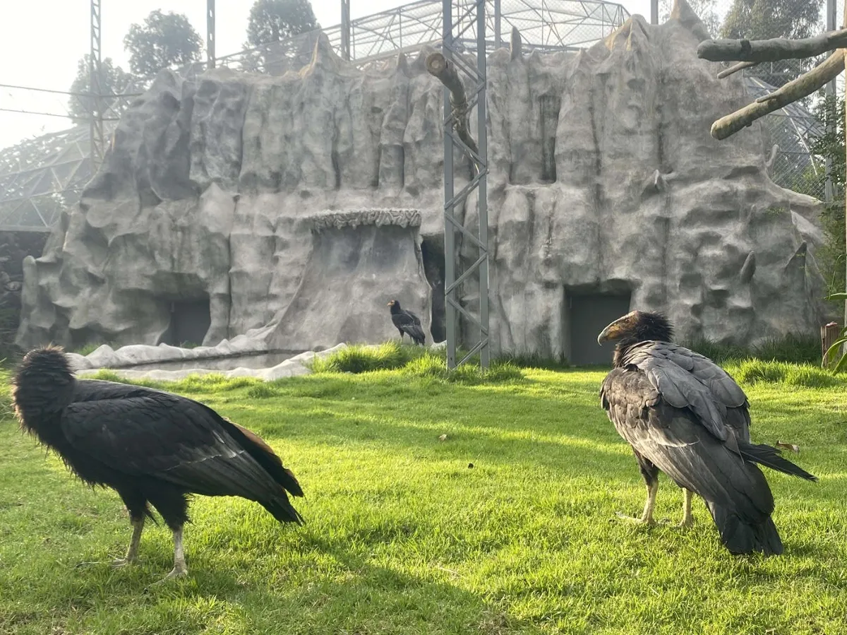 Zoológico de Zacango alberga especies en peligro de extinción | La ...