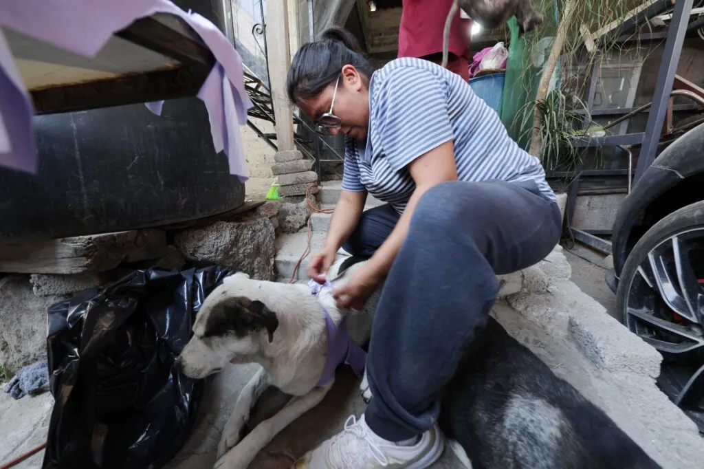 Alianza por los que no tienen voz: Chimalhuacán y La Paz esterilizan a animales en situación de calle
