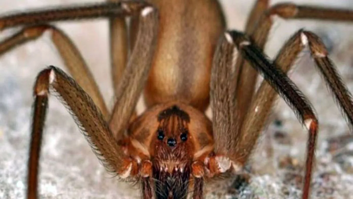 ¡Alerta! Calor aumenta presencia de araña violinista