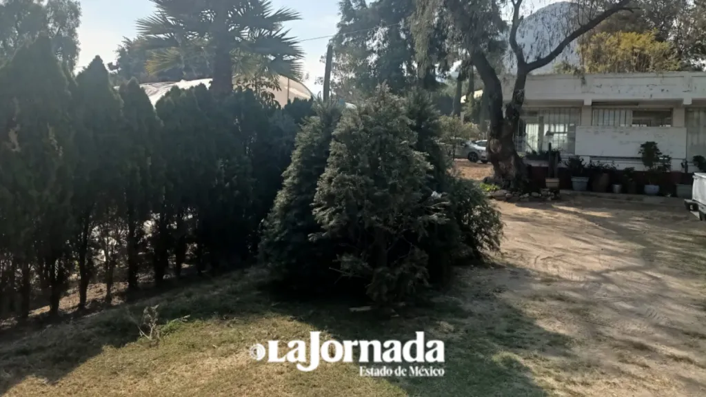 Ecatepec prevé generar 120 toneladas de composta con reciclaje de árboles de Navidad