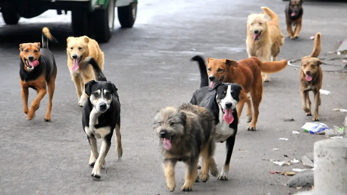 patitas-a-la-obra-piden-no-regalar-perritos-este-6-de-enero