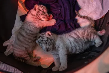 Edomex: convocan a ponerle nombre a dos crías de tigre blanco