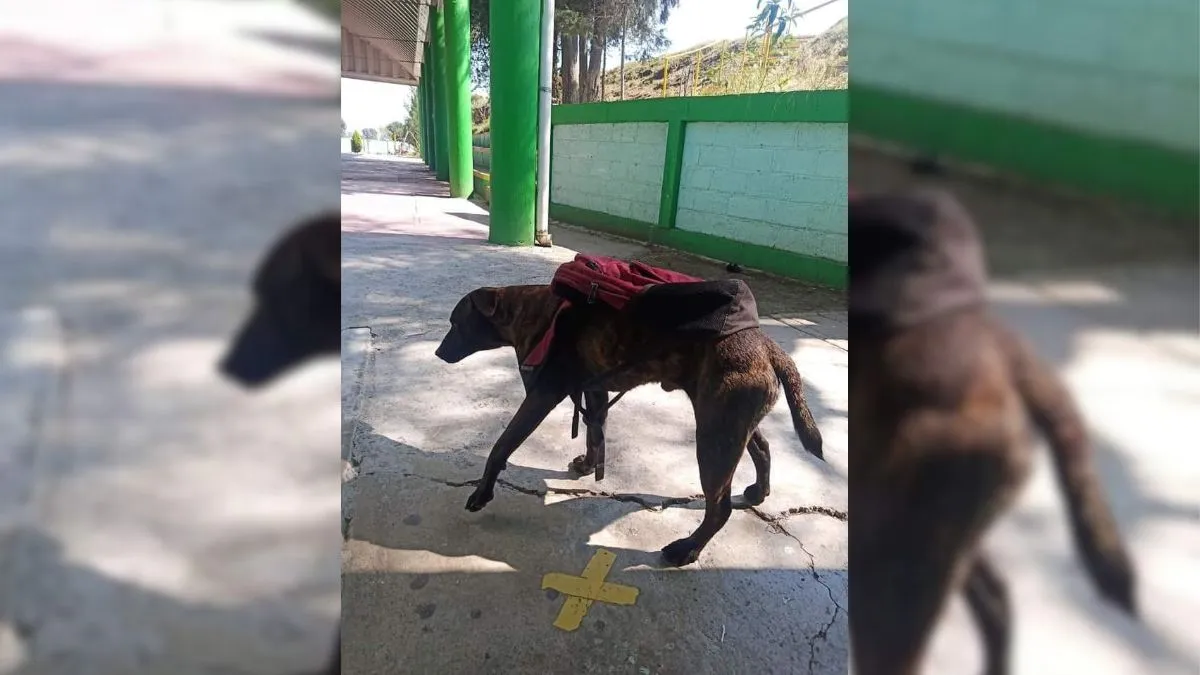 Por maltrato animal piden instalar oficina de PROPAEM en zona de volcanes