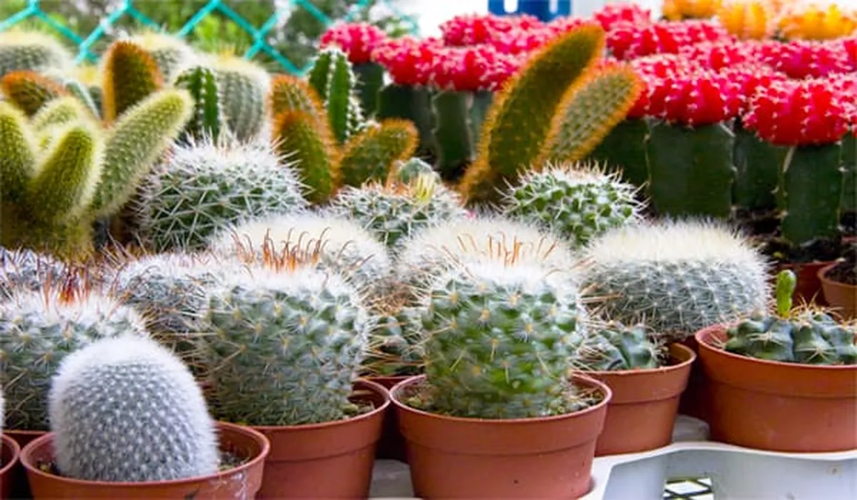 ¡Llega el 3er Festival Cactusero a Xonacatlán! 