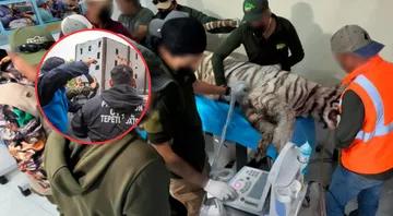 Profepa clausura Animal Experience en Tepetlaoxtoc tras muerte del tigre “Kenzo”
