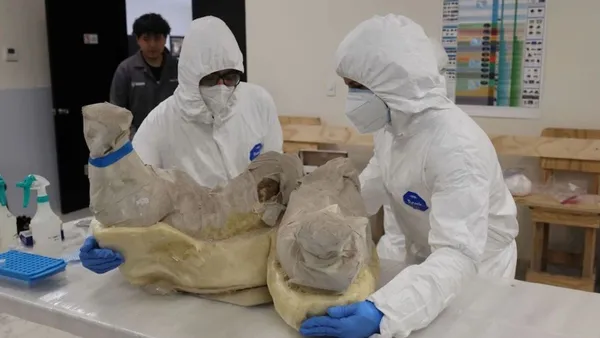 Expertos de INAH y UNAM descubren nuevo linaje de mamut