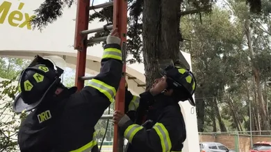 Tras recibir una llamada de auxilio, los bomberos acudieron al sitio y desplegaron una escalera especial para alcanzar al felino.