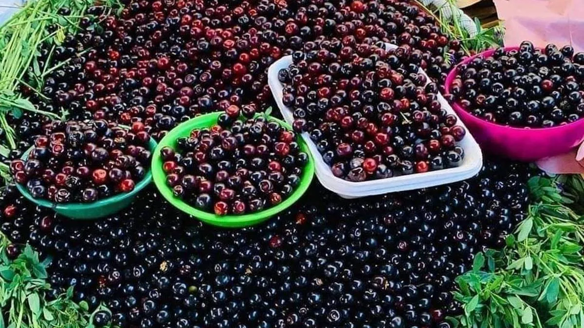 Atlautla: anuncian feria del capulín 2024