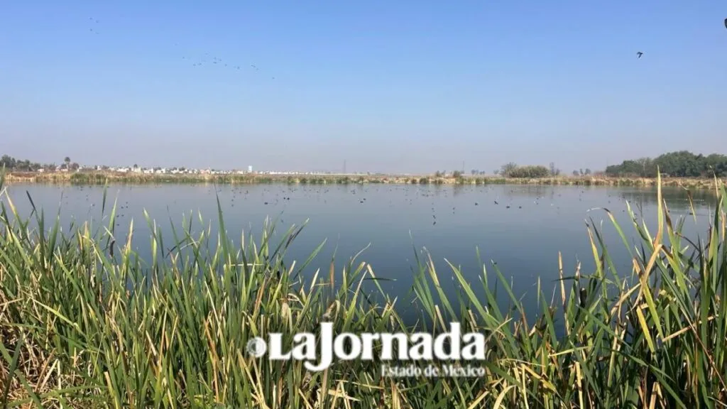 Crean humedales con agua tratada en Tecámac
