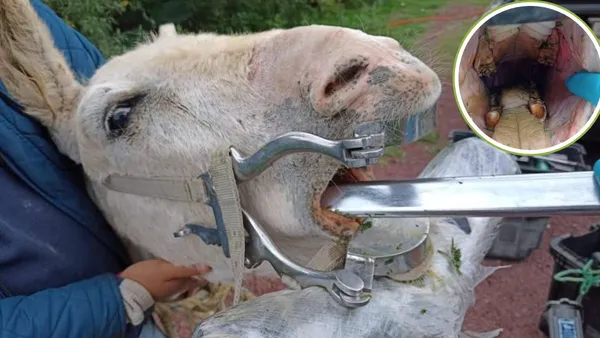 Burros de Otumba reciben atención dental especializada