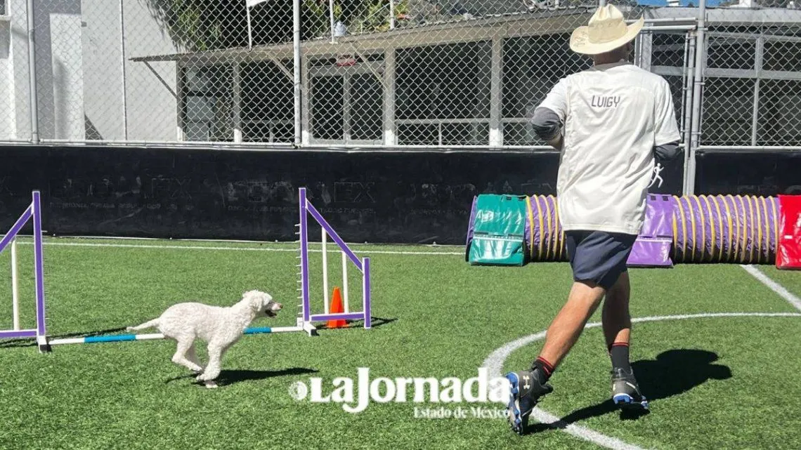 Buscan combatir el abandono animal y promover tenencia responsable en Toluca
