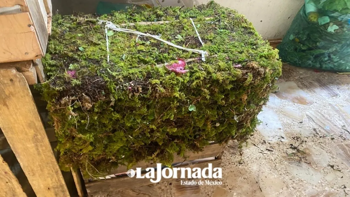 Prevalece venta de heno y musgo pese a prohibición