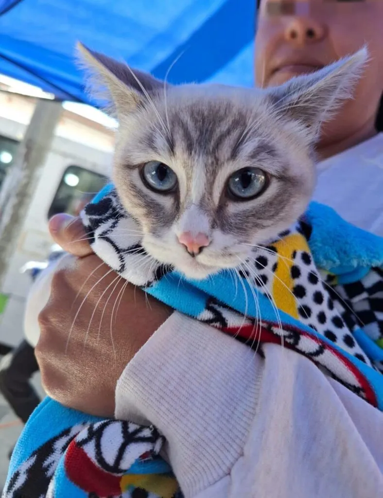 Toluca mantiene esterilización y vacunación para mascotas GRATIS durante vacaciones