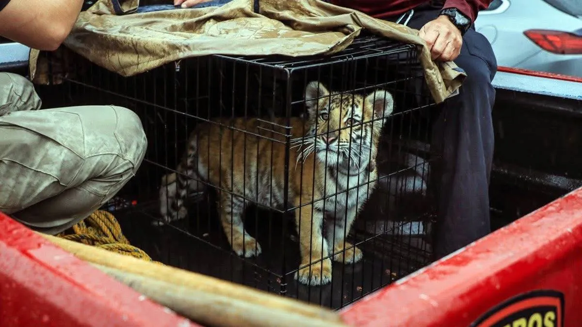 Rescatan a cachorro de tigre de bengala en cautiverio en Naucalpan