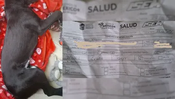 Denuncian muerte de perrita Blacky tras mala esterilización del ISEM en Zinacantepec