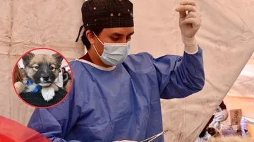 ¡Cuida a tu mascota! Esterilización GRATIS en Metepec-Calimaya