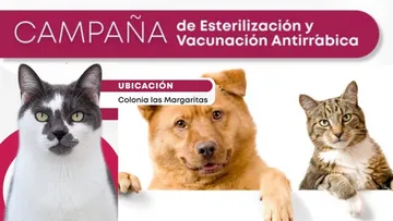 Colonia las Margaritas, Toluca alista campaña de esterilización gratuita