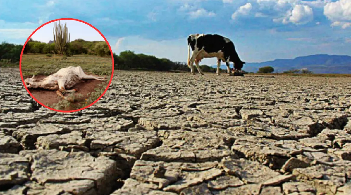 Sequía en Edomex 2026: Zonas del norte y sur en alto riesgo ambiental