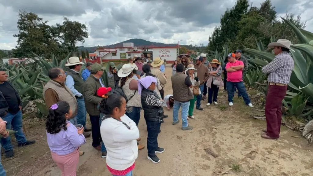 Edomex analiza comercialización e industrialización del agave pulquero