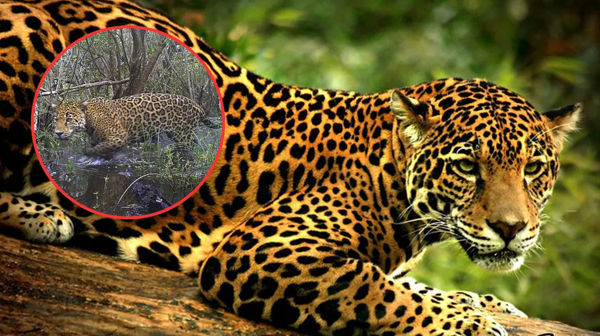 El Jaguar en México: Revelan que el felino más grande de América ha perdido el 50% de su hábitat