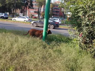 Vecinos de Tlalnepantla buscan ayuda para salvar a perrito abandonado
