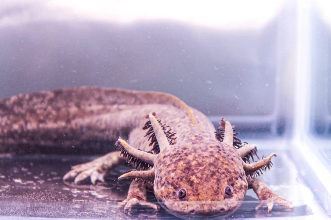 Adoptaxolotl: ¿Cómo puedes ayudar al ajolote?