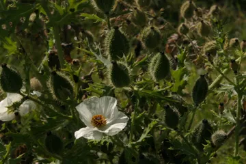 Chicalote: La planta silvestre que protege los suelos y la biodiversidad del Valle de Toluca