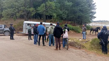 Localizan caballo valuado en un millón de pesos en Atlacomulco
