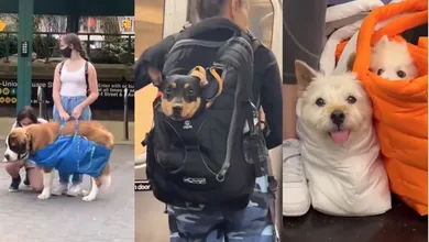 Para muchos usuarios, la regla se ha convertido en un reto creativo, pues mientras el perro esté dentro de una bolsa, técnicamente cumple con la normativa.